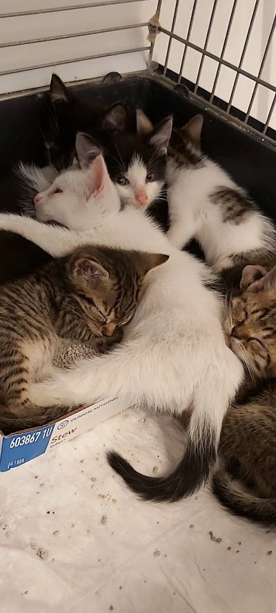 Katzebild
